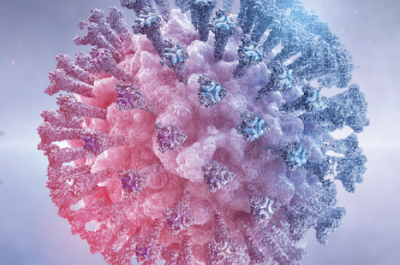 Transfert placentaire d’anticorps contre le SARS-CoV-2 : vaccination versus infection Transfert placentaire d’anticorps contre le SARS-CoV-2 : vaccination versus infection